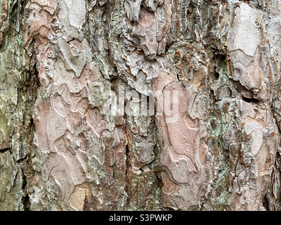 Background of pine bark. Pine bark close-up. Tree bark texture Stock Photo