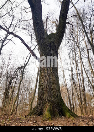 Large old oak tree close up growing in the forest Stock Photo