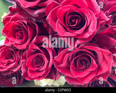 Bouquet of red roses close-up.  Background of red roses Stock Photo