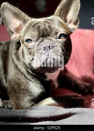 Brindle brown and white French bulldog in the sun Stock Photo