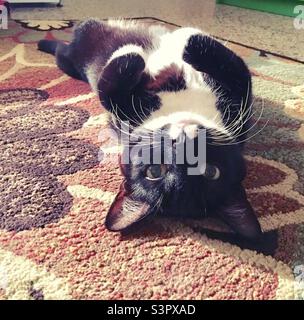 Black and white cat laying on back with head toward camera looking upside down on flower rug inside house Stock Photo