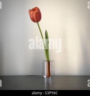 Single red tulip in a small glass vase against a white background, daylight Stock Photo