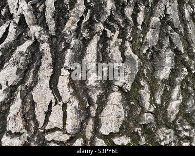 Macro detail of rough tree bark, creating abstract nature background Stock Photo