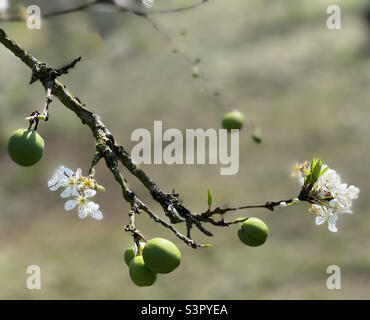 young plums Stock Photo