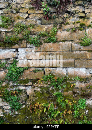 Vegetation growing on bricks Stock Photo