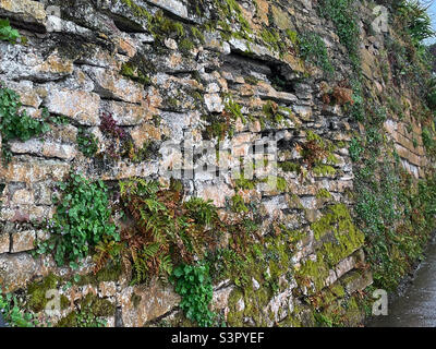 Plants growing on a brick wall Stock Photo