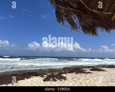 Cozumel Island in Mexico looking at the Caribbean Sea with seaweed sand and  surf Stock Photo - Alamy