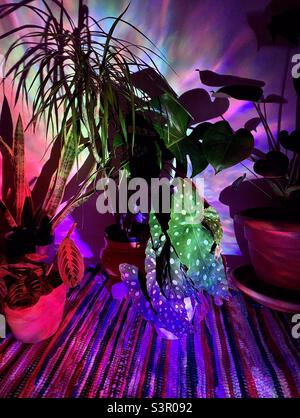 Houseplants on a stripy rug with a colour lamp projecting a psychedelic hue to the room Stock Photo