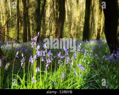 Sunlit bluebells in a Welsh woodland, April. Stock Photo