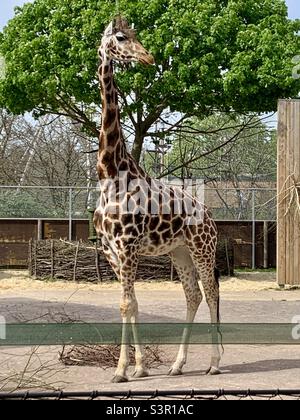 Giraffe at London zoo Stock Photo