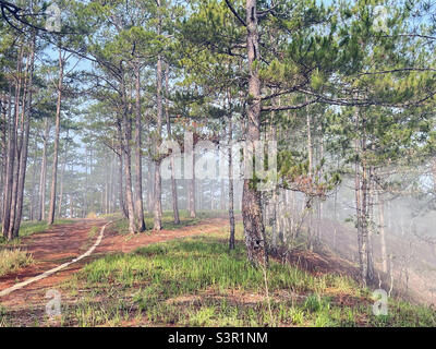 Small path in the pine forest Stock Photo