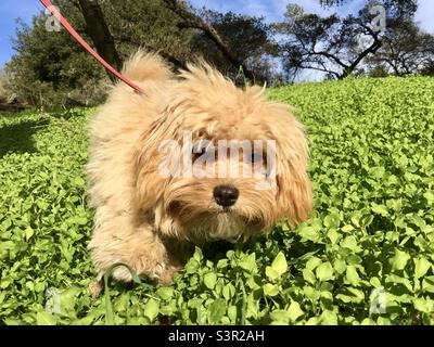 A Cavachon puppy (part Bichon Frise, part King Charles Cavalier) Stock Photo