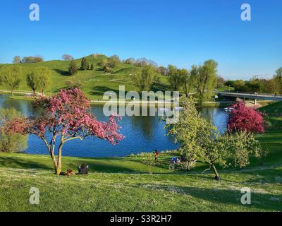 Cherry trees blossoming in Munich Olympic park near the lake, Germany. Stock Photo