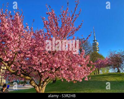 Blossoming pink cherry tree and TV tower in Munich Olympic Park, Germany. Stock Photo