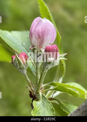 Apple flower buds Stock Photo