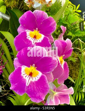 Cattleya labiata orchid in full bloom. Great colors called Ruby lipped cattleya Stock Photo