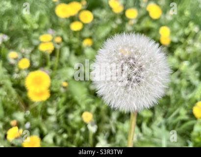 Taraxacum Erythrospermum flower head or red-seeded Dandelion seed head fluffy structure or pappus flowering in Spring Stock Photo