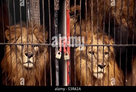 【中古】「非常に良い」［CD］Lion in a Cage Lions locked in cage at zoo Stock Photo - Alamy