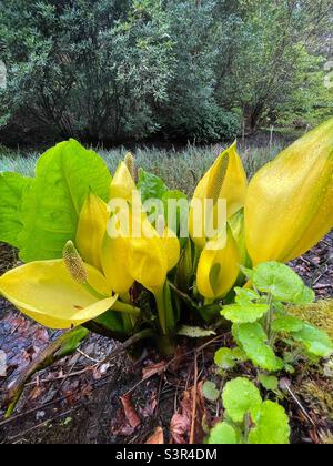 Skunk cabbage (Lysichiton americanus) growing in marshy ground near an ornamental pond, UK, April. Stock Photo