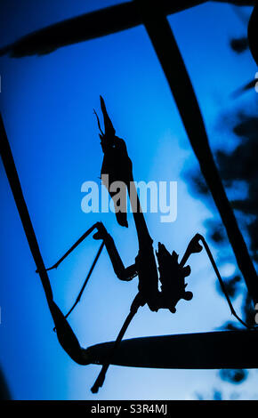 A conehead mantis in silhouette framed with blades of grass against a deep blue sky Stock Photo