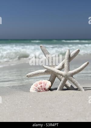 Starfish and seashell on Florida Emerald Coast beach Stock Photo
