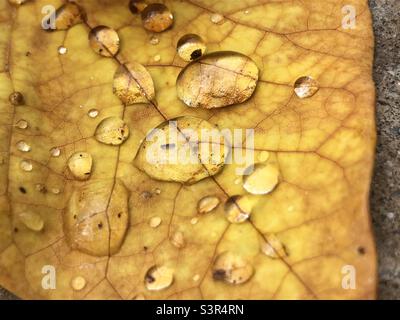 Water droplets on a fallen yellow leaf. Stock Photo