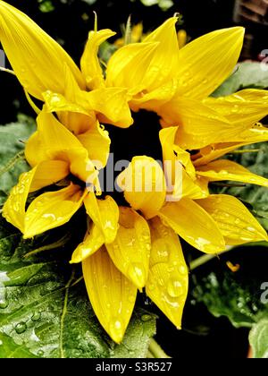 Sunflower after rain Stock Photo