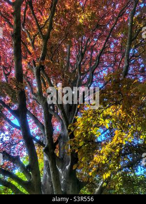 Large copper beech tree in Holly hill woodland park, Hampshire United Kingdom. Spring 2022 Stock Photo