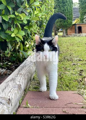 Black and white domestic pet cat outside walking alongside bushes, toward camera onto red paver,  with pet house in background , sunny day outdoor Stock Photo