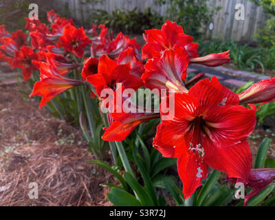 Red colored amaryllis flowers growing outdoors in a backyard garden. Stock Photo