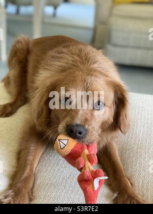 Playful pup Stock Photo