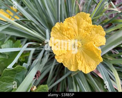 Yellow loofah luffa flower