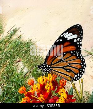 Common Tiger Butterfly on a milkweed flower Stock Photo