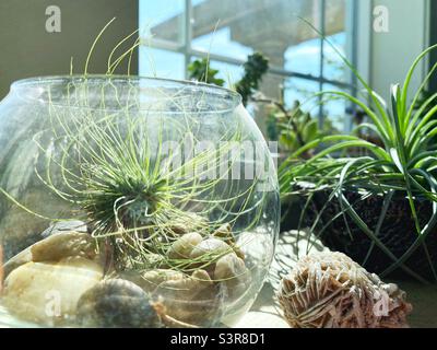 Tillandsia air plants on a shelf in front of a window. Stock Photo