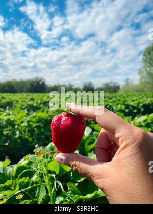 Picking strawberries Stock Photo