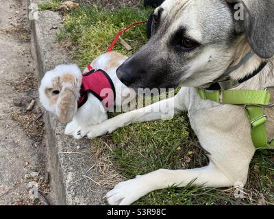 A pet rabbit and a pet dog sit on the curb together, watching birds. Their paws are touching. Stock Photo