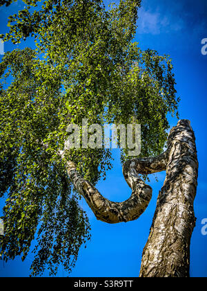 Bendy Silver birch tree in Spring, UK Stock Photo