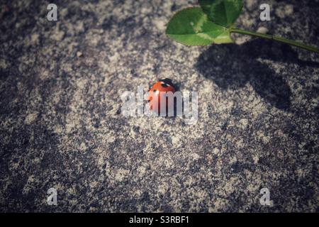 A Ladybird walking towards a leaf in a garden. The shadow of the leaf can be seen on the pavement. Photograph taken in Liverpool, Merseyside in May 2022. Stock Photo