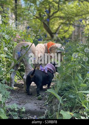 Smelling the flowers, Dogs, springtime Stock Photo
