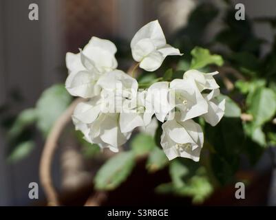 White bougainvillea flowers are in full bloom at Mikeng Village ...