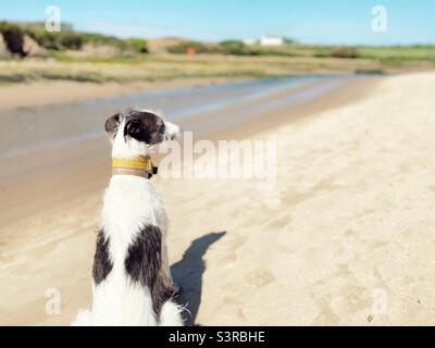 Lurcher dog sitting on beach looking at the scenery, Aberffraw, Anglesey, north wales, UK Stock Photo