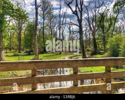 Highland Water stream in the New Forest National Park Stock Photo