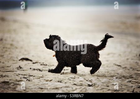 Cockapoo day running on a sandy beach, United Kingdom Stock Photo