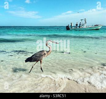 Heron on Bean Point Beach on Anna Maria island in Florida - walking through the water watching the fishermen on the boat Stock Photo