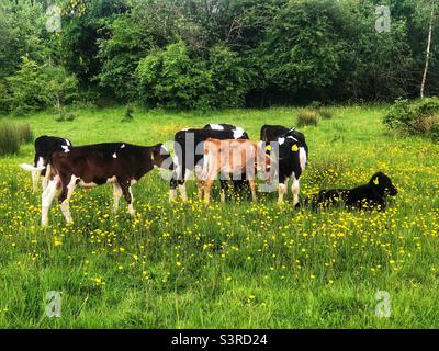 Dairy cows in buttercup field, Lakeside Country Park, Eastleigh Hampshire UK. Spring 2022 Stock Photo