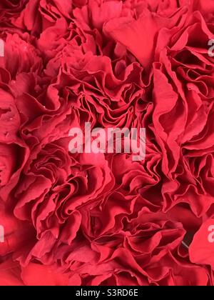 A bunch of red carnations close together. Stock Photo