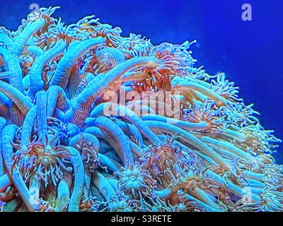 Flowerpot coral known as Goniopora lobata Stock Photo