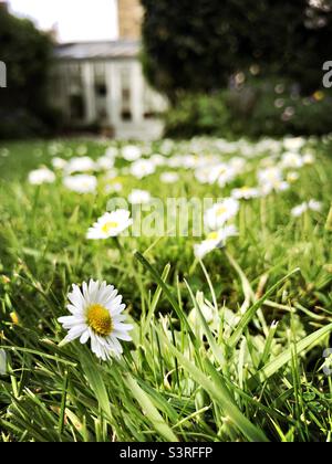 Daisies in flower on a lawn in May, United Kingdom Stock Photo