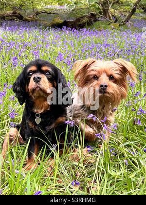 Dogs cavalier King Charles Yorkshire terrier Stock Photo