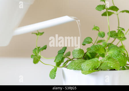 Altering mint plant, gardening at home, closeup view Stock Photo